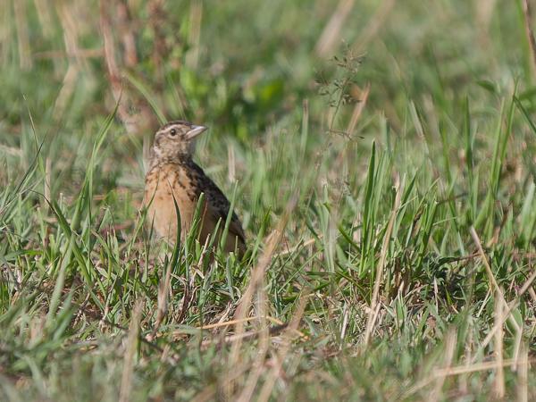 <h3><a href="/trips/tanzania/biota/animalia/chordata/aves/040 passeriformes/073 alaudidae/mirafra rufocinnamomea/mirafra rufocinnamomea-nl.html">Mirafra&nbsp;rufocinnamomea</a> / Flappet&nbsp;lark / Ratelleeuwerik</h3>OM-1 Mark II met OLYMPUS M.150-400mm F4.5, 1/2000 sec  bij F4.5, ISO 320, afstand 23.1&nbsp;m